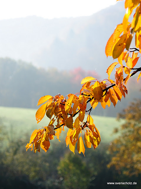 herbstmorgen von Sven Scholz