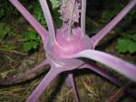 kohlrabi