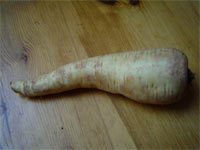 pastinaken