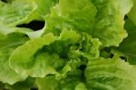 grüner salat