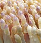 spargel