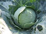 weißkohl